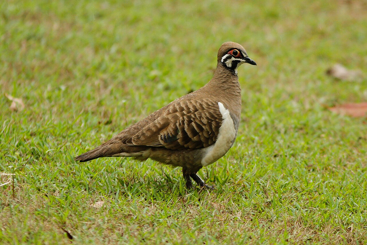 Squatter Pigeon (Geophaps scripta)