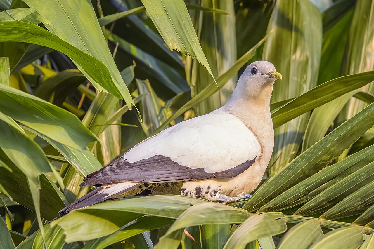Torresian Imperial Pigeon (Ducula spilorrhoa)