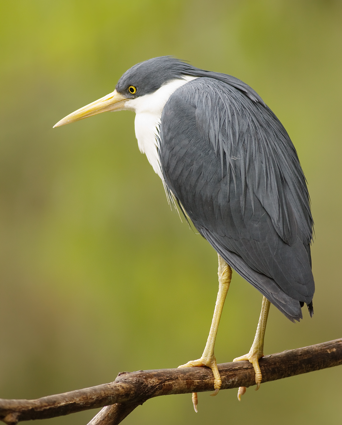 Bonte reiger (Egretta picata)