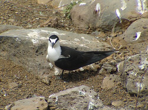 Bonte stern (Onychoprion fuscatus)