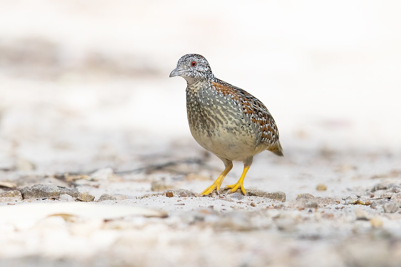 Torillo pintojo (Turnix varius)