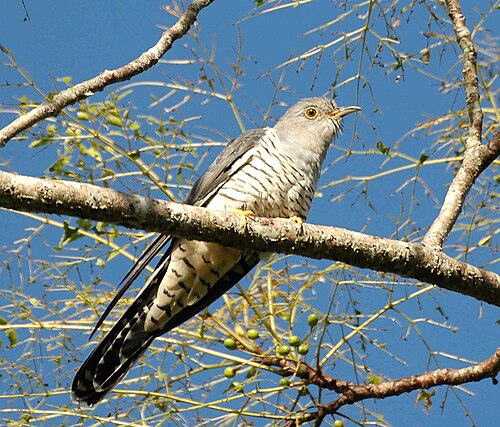 Boskoekoek (Cuculus optatus)