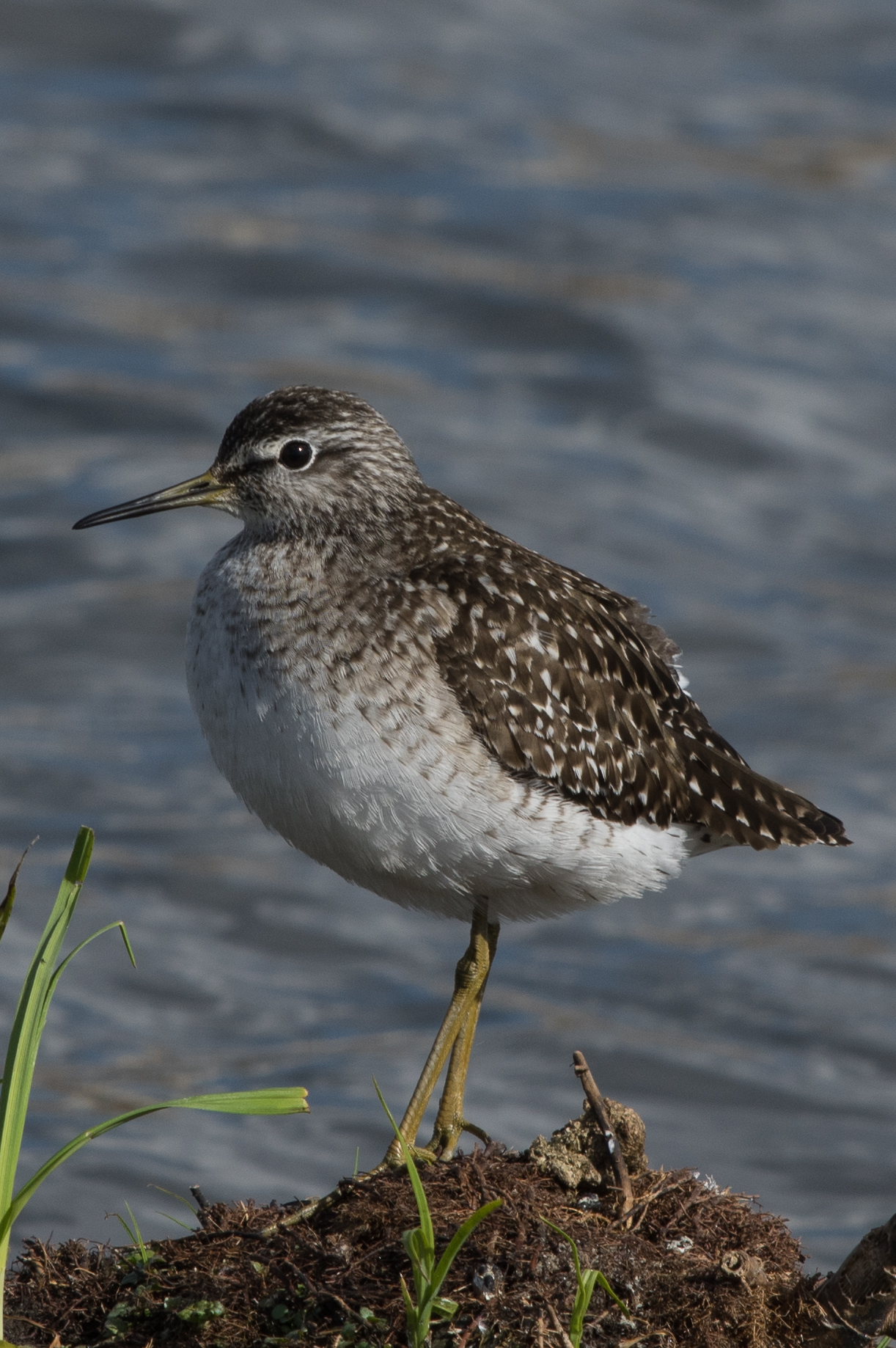 Bosruiter (Tringa glareola)