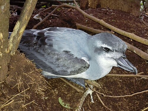 Breedbekprion (Pachyptila vittata)