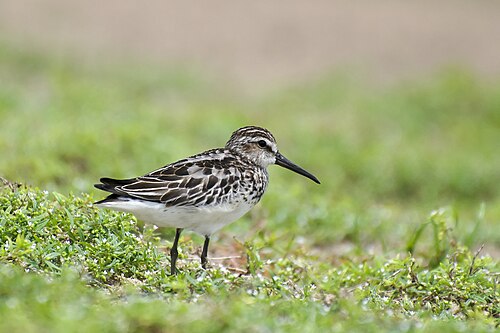 Breedbekstrandloper (Calidris falcinellus)