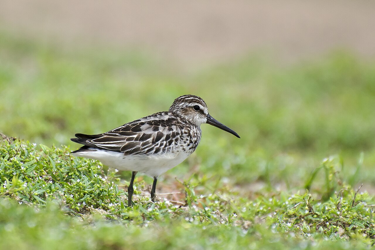 Correlimos falcinelo (Calidris falcinellus)