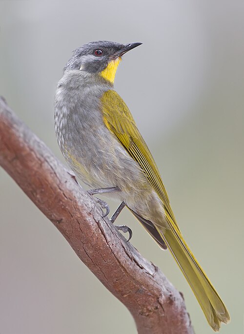 Brilhoningeter (Nesoptilotis flavicollis)