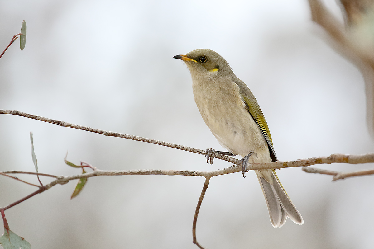 Brilhoningeter (Ptilotula fusca)