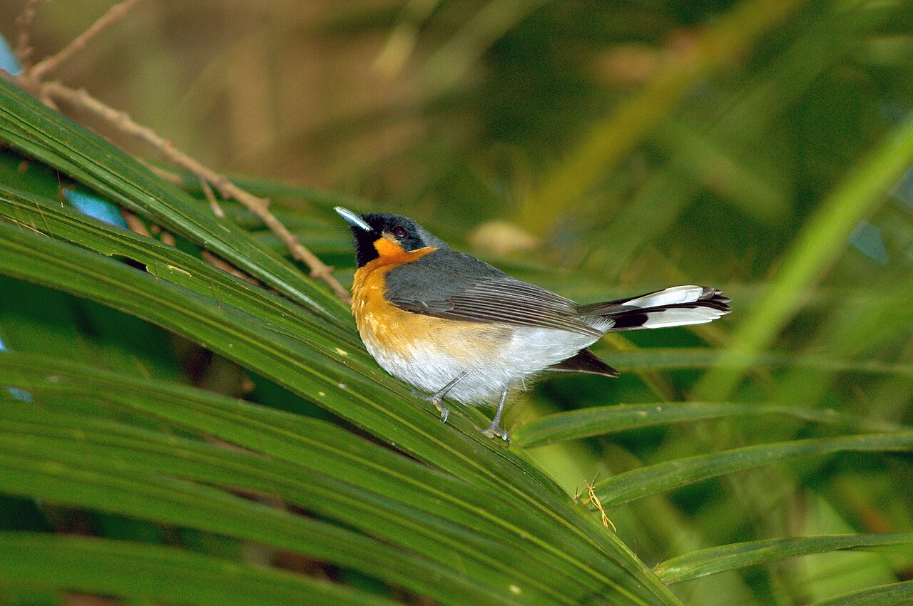 Brilmonarch (Symposiachrus trivirgatus)