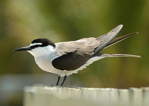 Brilstern (Onychoprion anaethetus)