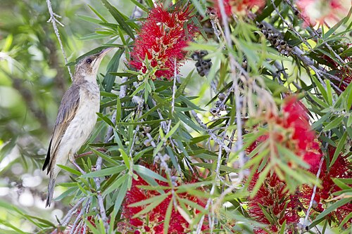 Bruin-witte honingeter (Ramsayornis modestus)