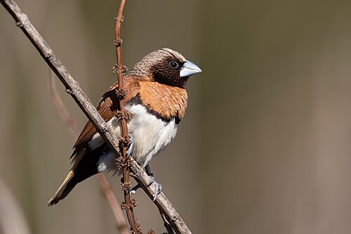 Bruinborstrietvink (Lonchura castaneothorax)