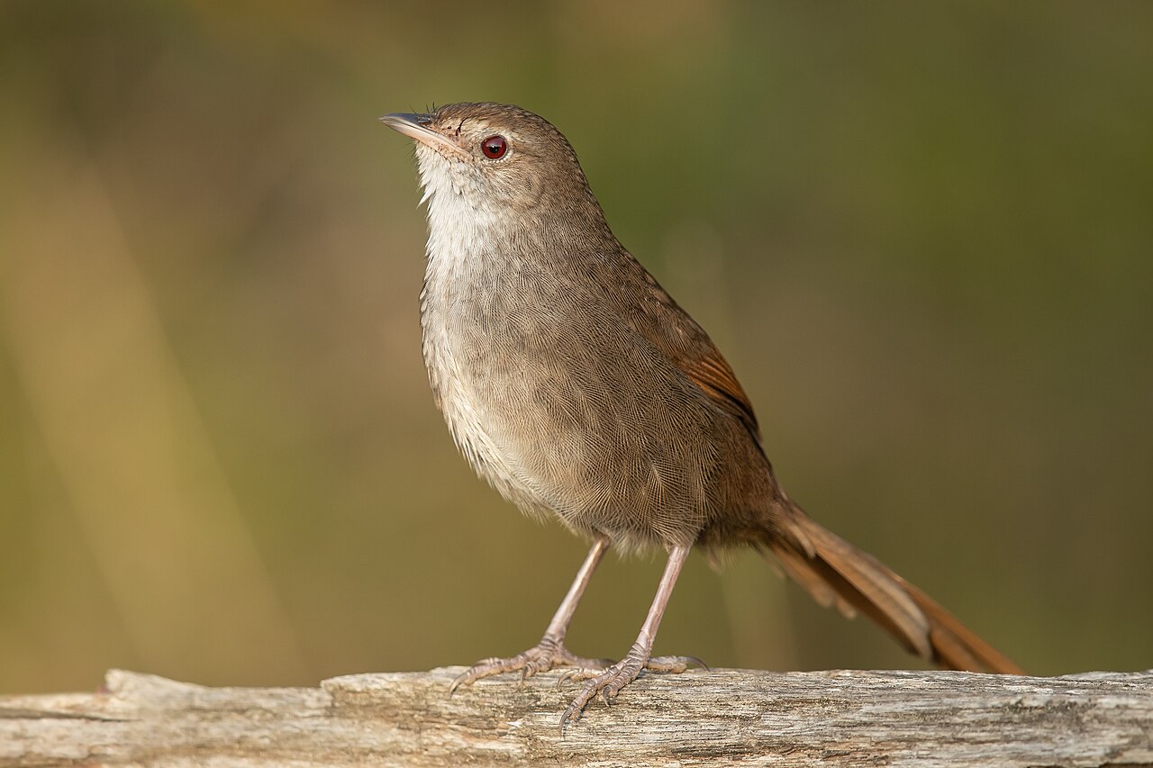 Picocerdas oriental (Dasyornis brachypterus)