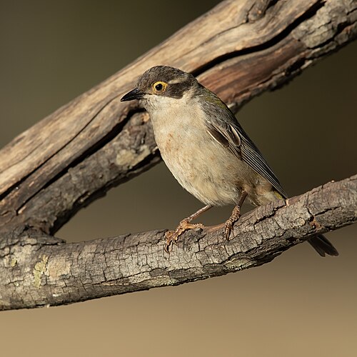 Bruine diadeemhoningeter (Melithreptus brevirostris)