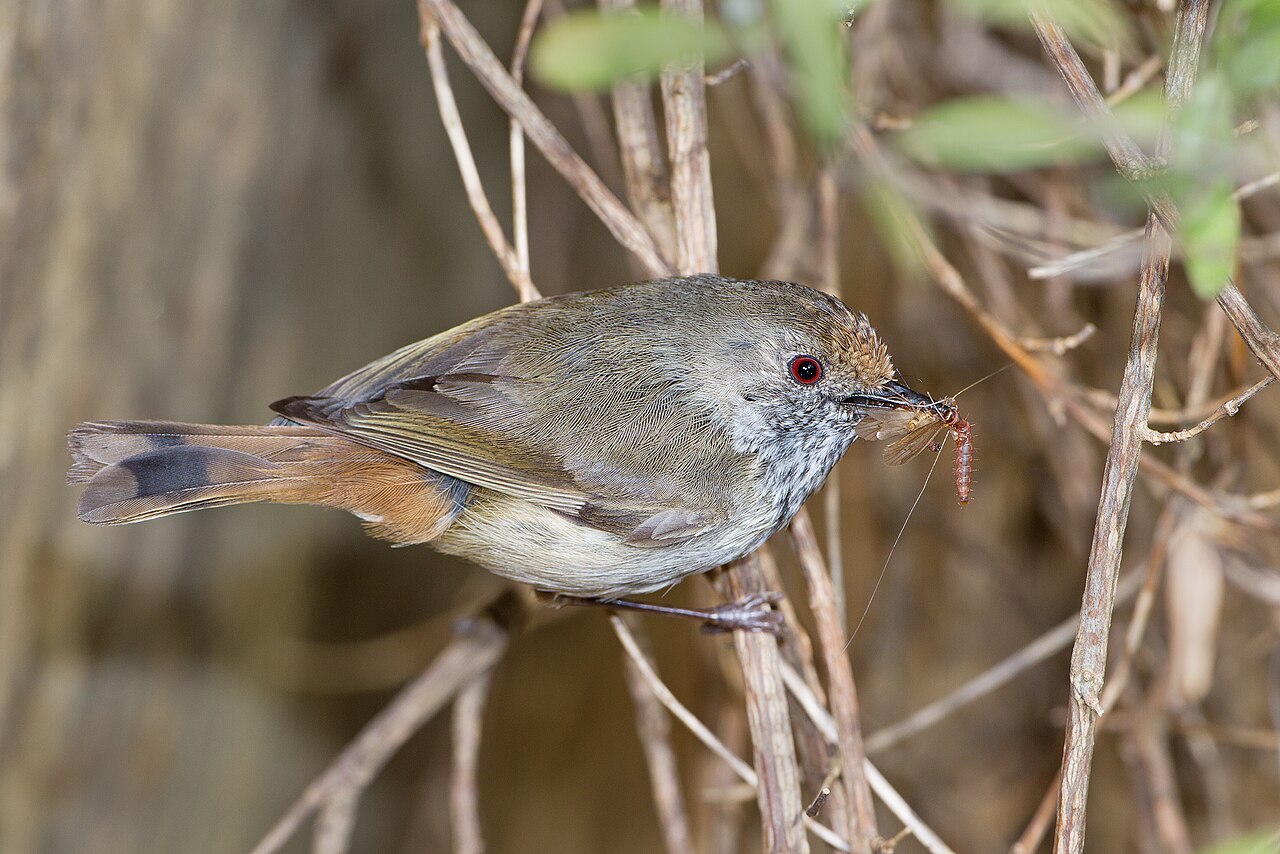 Acantiza parda (Acanthiza pusilla)