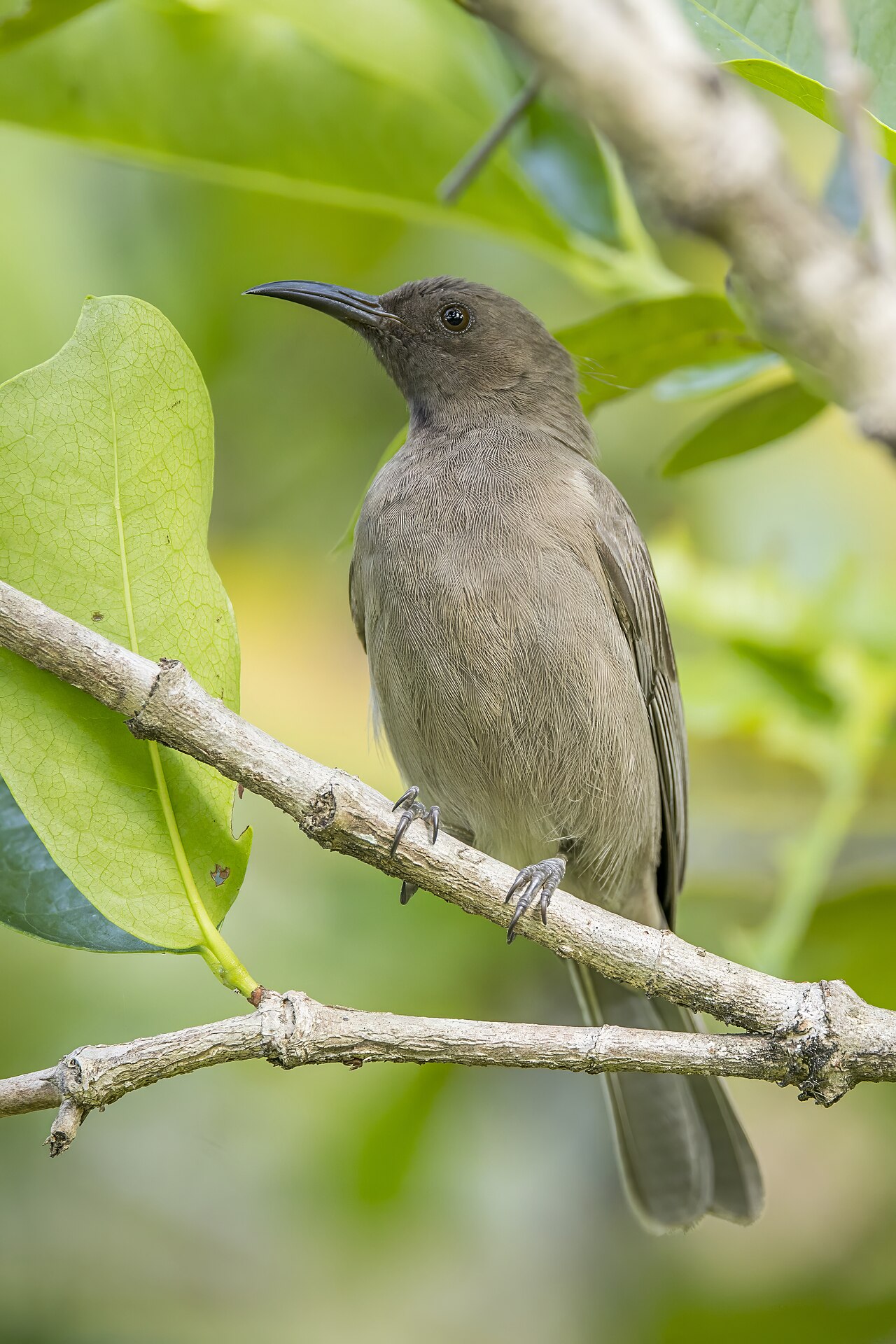 Mielero sombrío (Myzomela obscura)