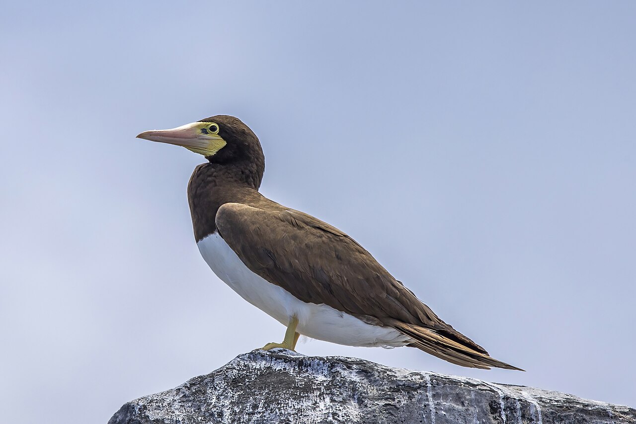Bruine gent (Sula leucogaster)