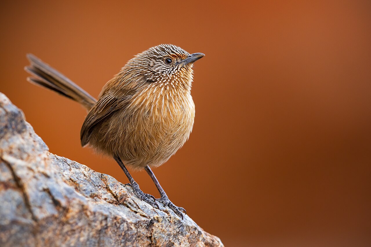 Bruine grassluiper (Amytornis purnelli)