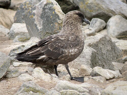 Bruine jager (Stercorarius antarcticus)