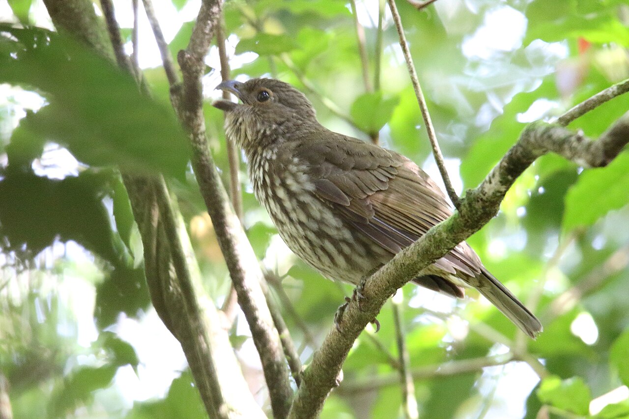 Bruine katvogel (Scenopoeetes dentirostris)