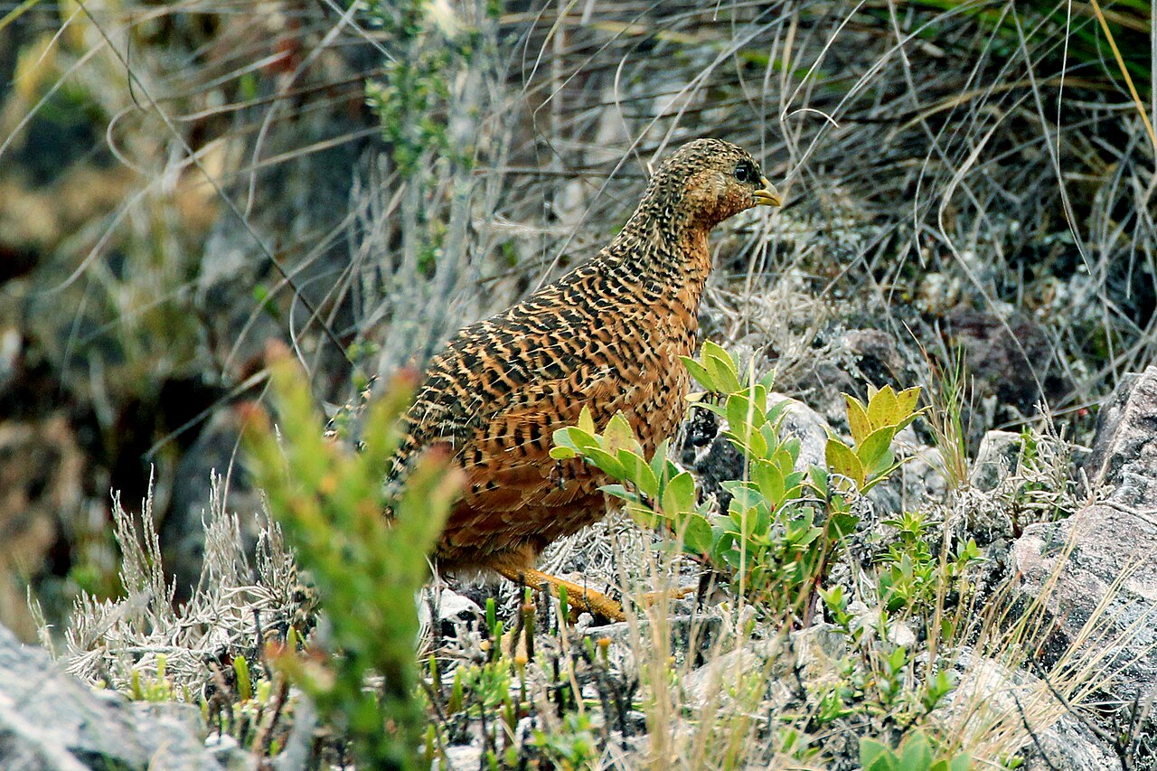 Codorniz tasmana (Synoicus ypsilophorus)