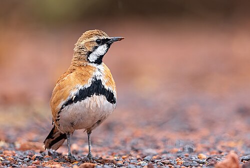 Bruine kwartellijster (Cinclosoma cinnamomeum)