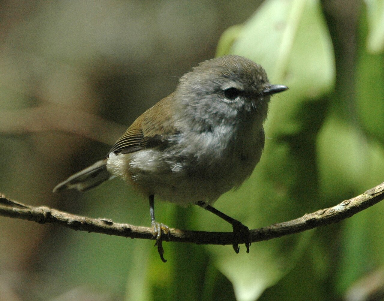 Gerigón pardo (Gerygone mouki)