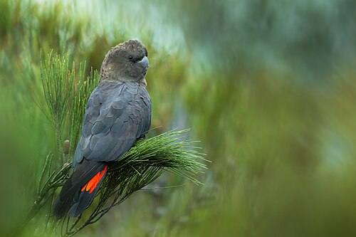 Bruine raafkaketoe (Calyptorhynchus lathami)