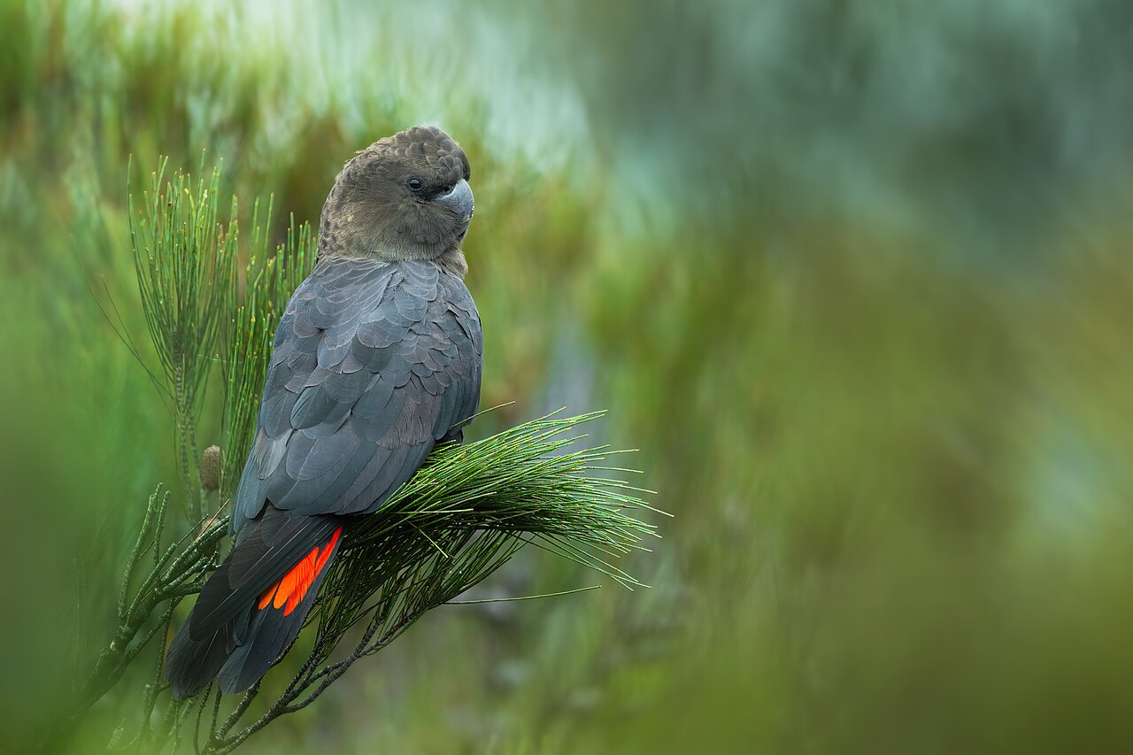 Cacatúa negra de latham (Calyptorhynchus lathami)