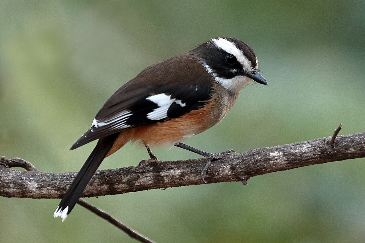 Buff-sided Robin (Poecilodryas cerviniventris)