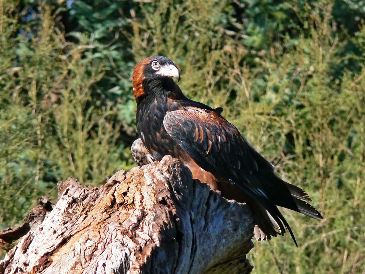 Buizerdwouw (Hamirostra melanosternon)