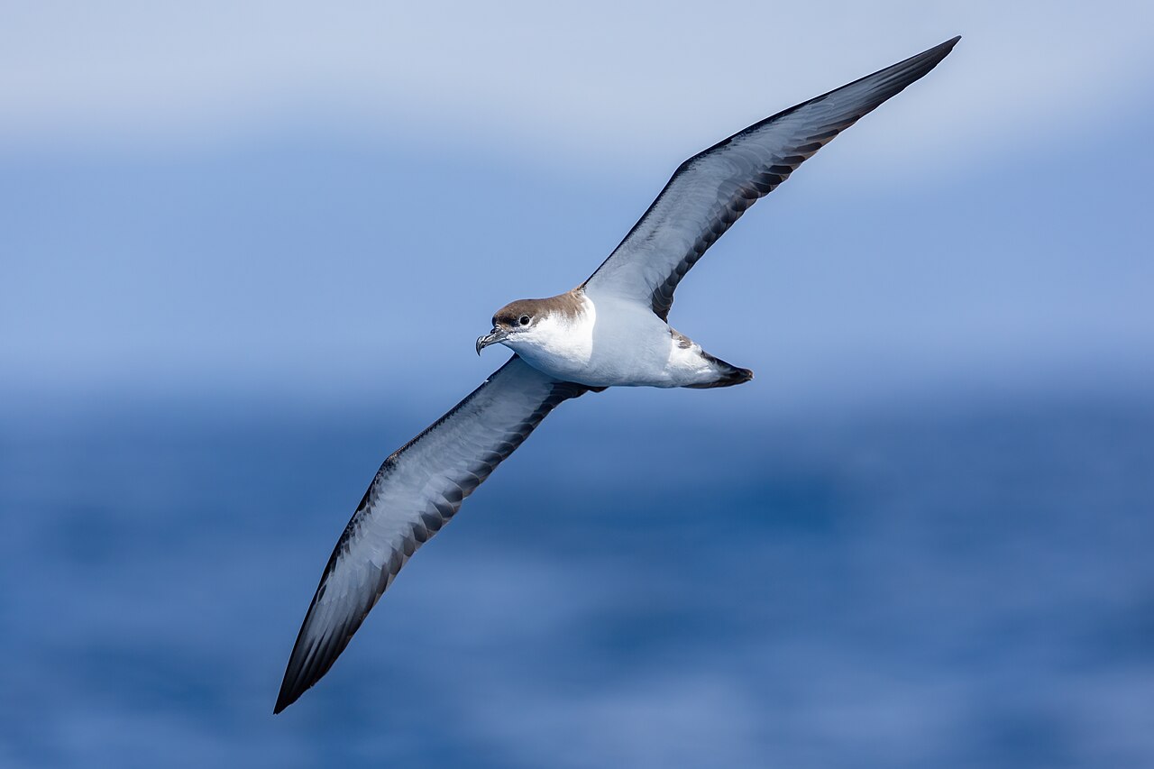 Buller-pijlstormvogel (Ardenna bulleri)