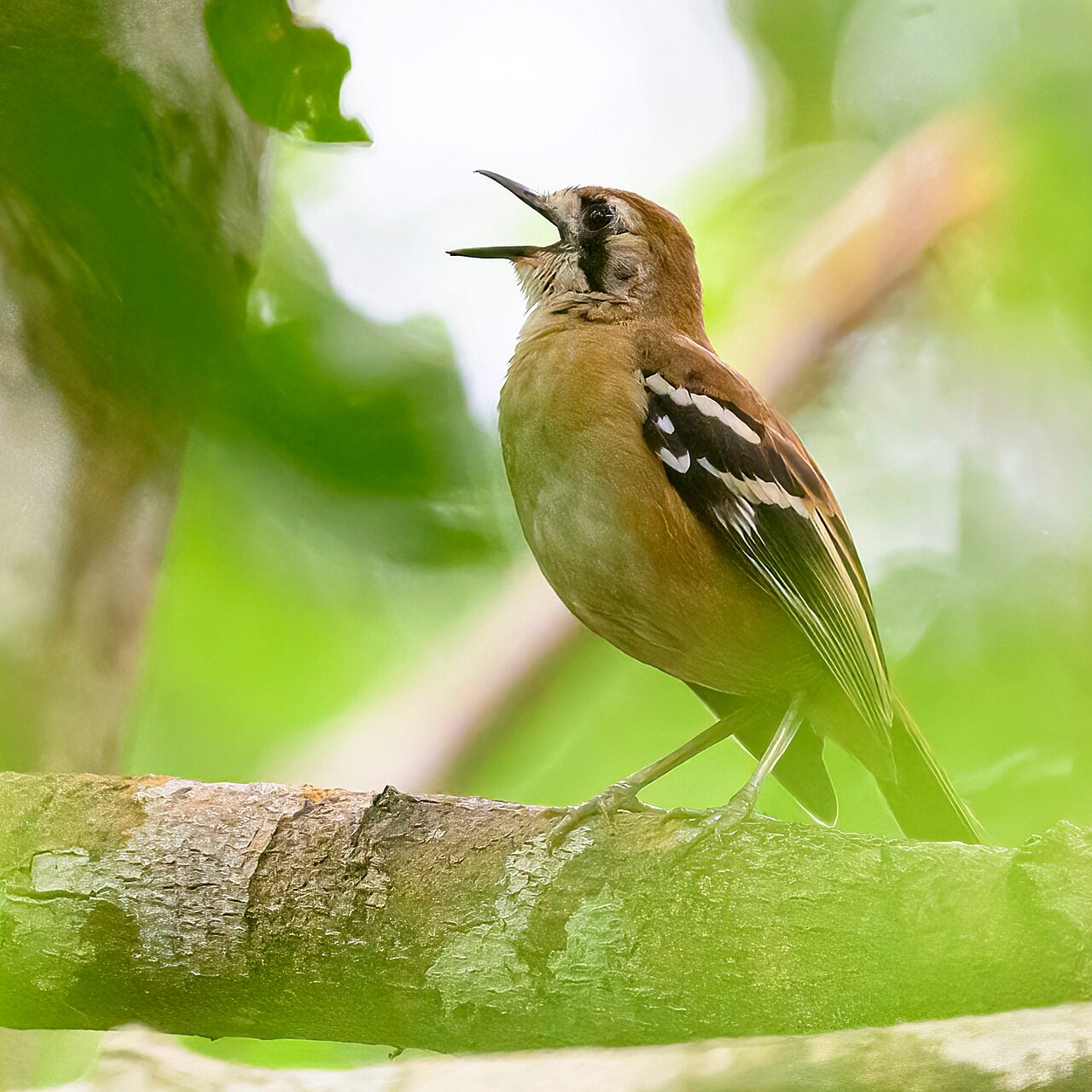Cape-yorkfluiter (Drymodes superciliaris)