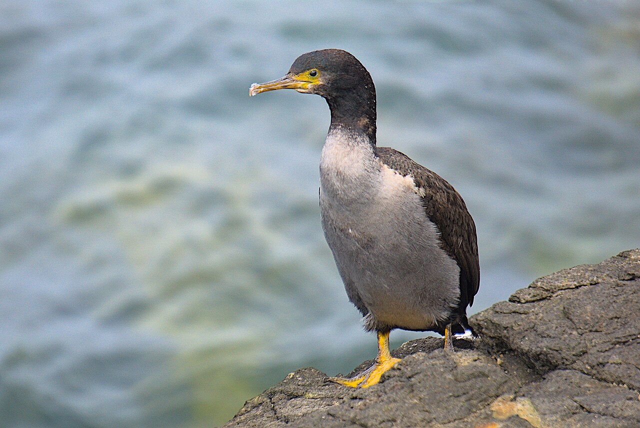 Chatham-aalscholver (Phalacrocorax featherstoni)