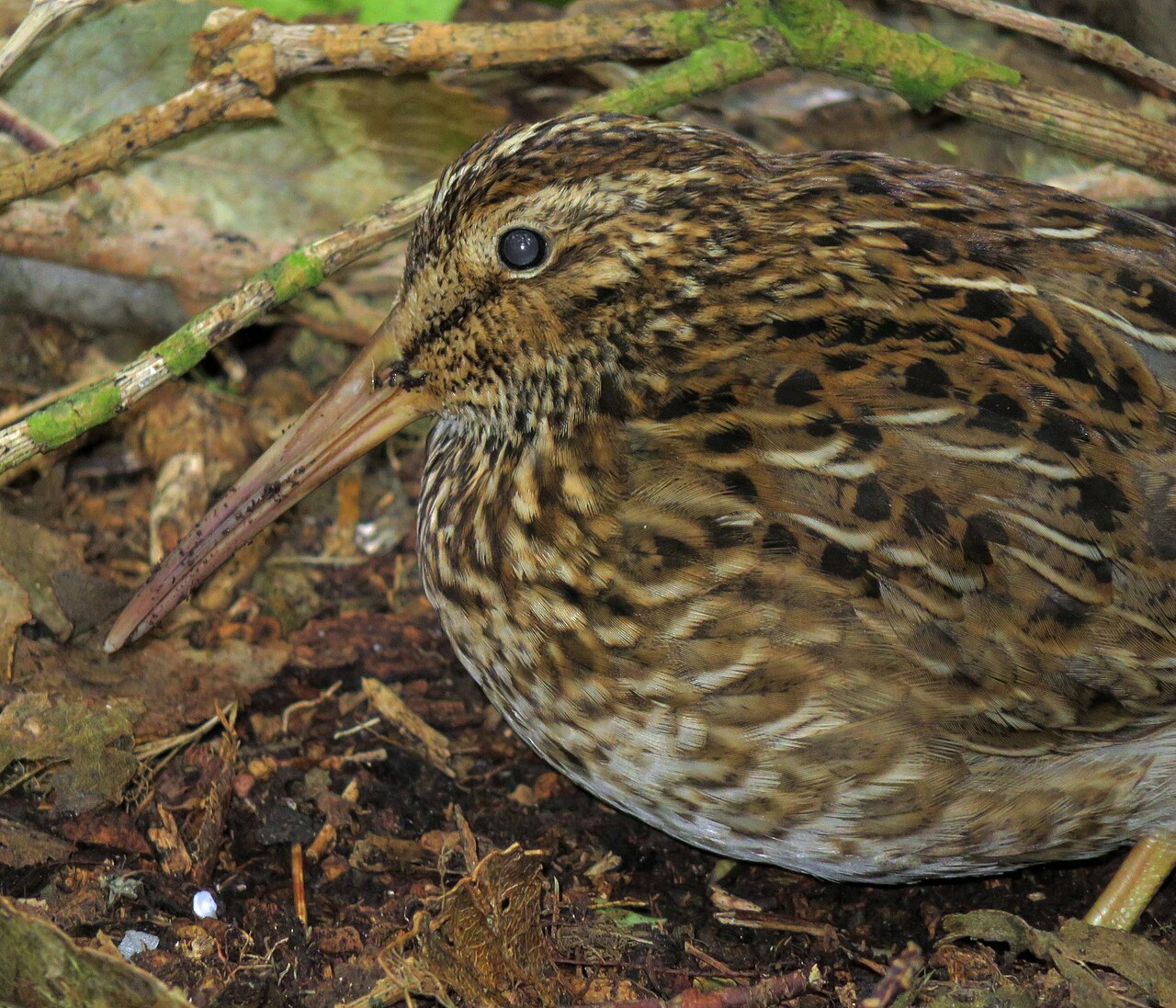 Chatham Islands Snipe (Coenocorypha pusilla)