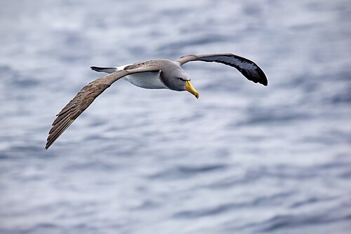 Chathamalbatros (Thalassarche eremita)