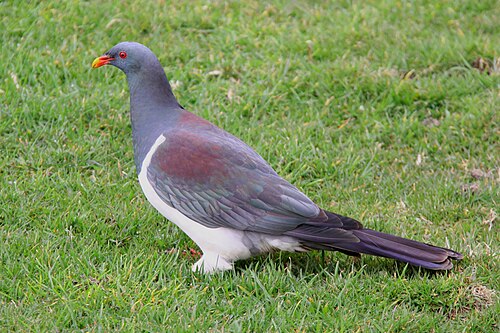 Chathamduif (Hemiphaga chathamensis)