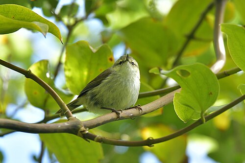 Chathammangrovezanger (Gerygone albofrontata)