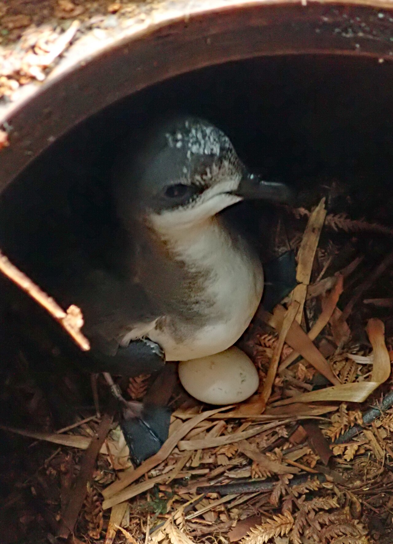 Chathamstormvogel (Pterodroma axillaris)
