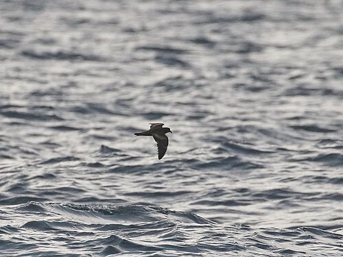 Chinees stormvogeltje (Hydrobates monorhis)