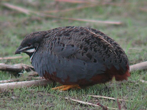Chinese dwergkwartel (Synoicus chinensis)