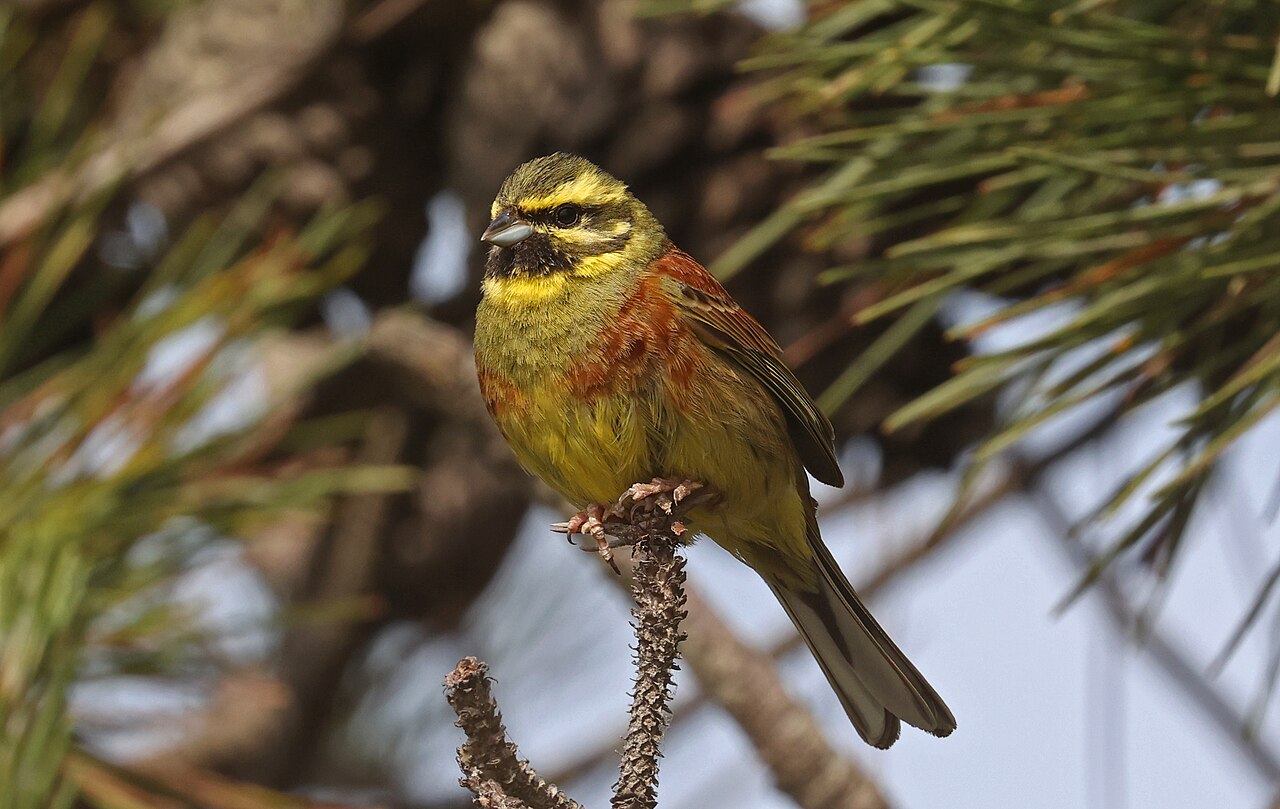 Cirl Bunting (Emberiza cirlus)