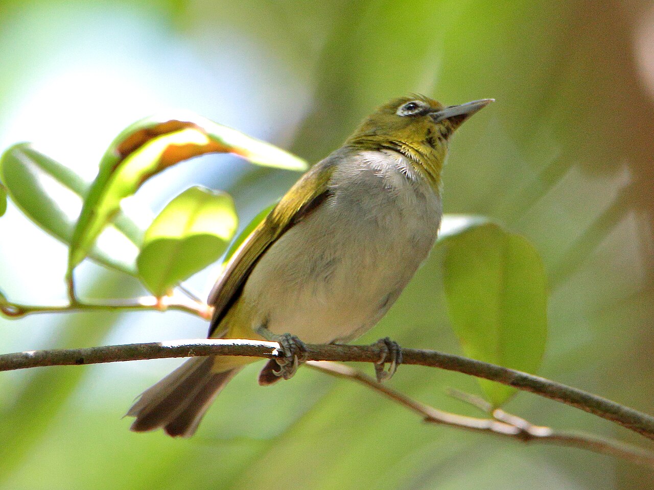 Citroenbrilvogel (Zosterops citrinella)