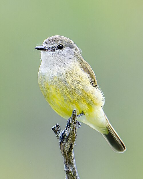 Citroenbuikvliegenvanger (Microeca flavigaster)