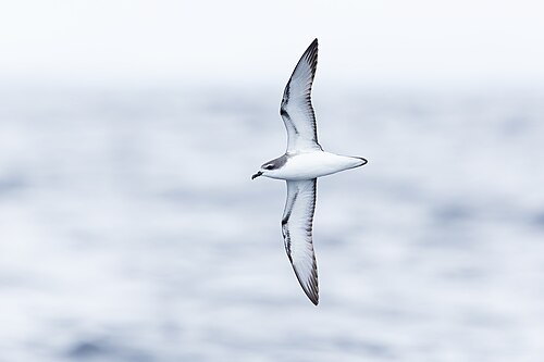 Cook-stormvogel (Pterodroma cookii)