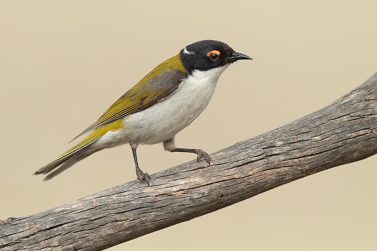 White-naped Honeyeater (Melithreptus lunatus)