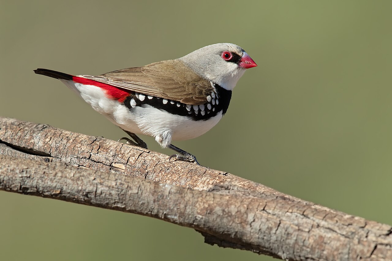 Diamond Firetail (Stagonopleura guttata)