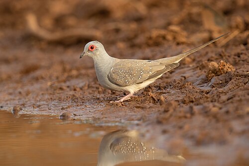 Diamantduif (Geopelia cuneata)