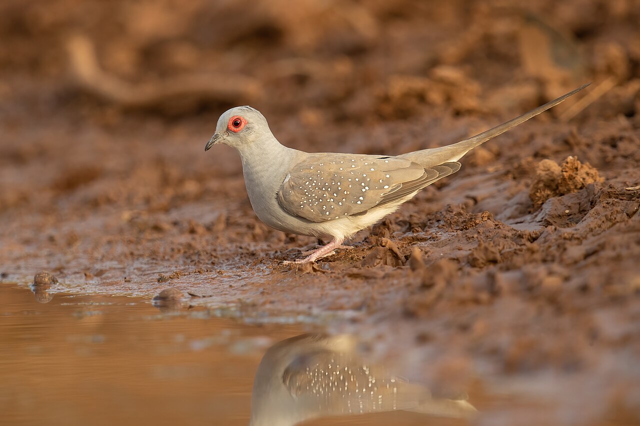 Tortolita diamante (Geopelia cuneata)