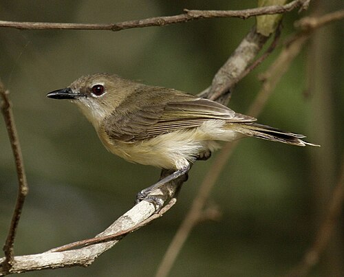 Dikbekmangrovezanger (Gerygone magnirostris)